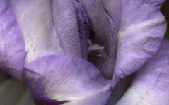 女性私处突出的翅膀是什么,揭秘女性私处独特翅膀之谜