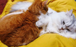 上海小姐姐带猫看病去,温馨瞬间传递宠物关爱